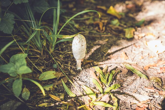 Learn to forage in Llangollen - Key Points