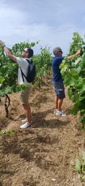 Lecce: Countryside Vineyard Walk & Wine Tasting - Guided Tasting of Three Salento Wines