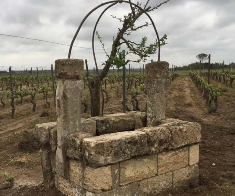 Lecce: Negroamaro Lands Winery Tour with Wine Tasting - Frequently Asked Questions
