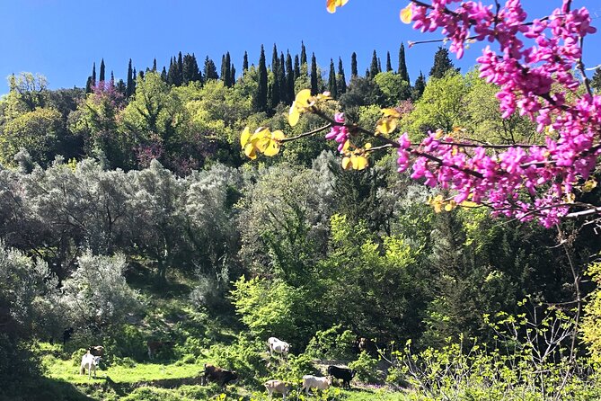 Lefkada: Mountain Gems Electric Fat Bicycle Tour & Tasting - Authentic Stops at Villages and Cultural Sites