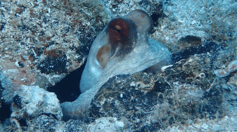 Lefkada to Lefkada 7 Day Scuba Diving Sailing Tour - Frequently Asked Questions