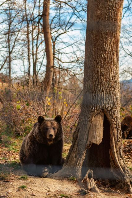 Legends&Wildlife Awaits: Dracula's Castle & Bear Sanctuary - Legends&Wildlife Awaits: Draculas Castle & Bear Sanctuary