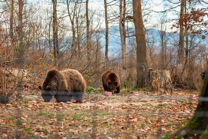 Legends&Wildlife Awaits: Dracula's Castle & Bear Sanctuary - Logistics and Comfort: Booking and Transportation