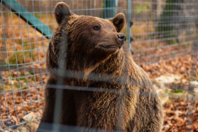 Legends&Wildlife Awaits: Dracula's Castle & Bear Sanctuary - Who Will Enjoy This Tour Most?