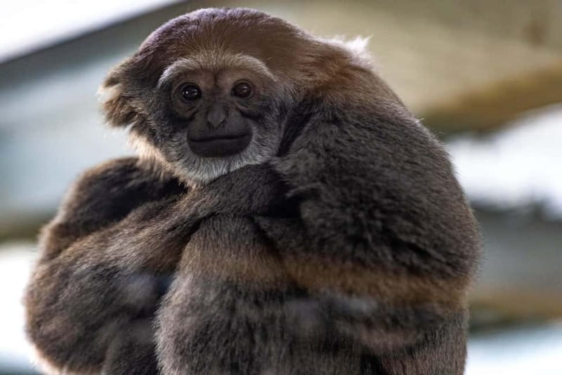 Leicestershire: Twycross Zoo Entry Ticket - Reviews Highlight the Enjoyable Experience