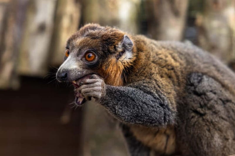 Leicestershire: Twycross Zoo Entry Ticket - Why Families Will Find Value at Twycross Zoo