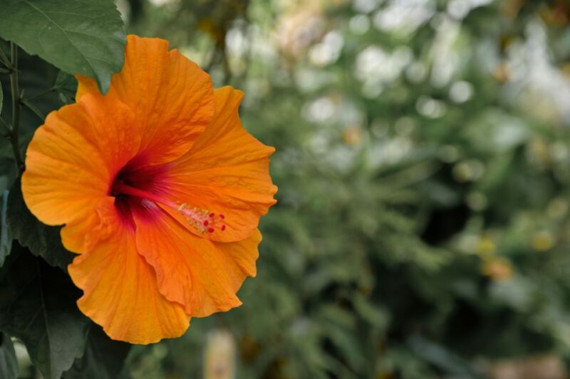 Leiden: Hortus botanicus Leiden Entry Ticket - The Historic Roots of Leiden’s Botanical Garden