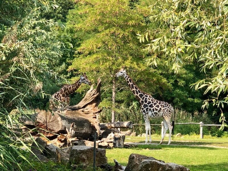 Leipzig: Segway Tour - Explore City, Zoo & a Stunning View - Visiting the Leipzig Zoo’s Africa Savannah