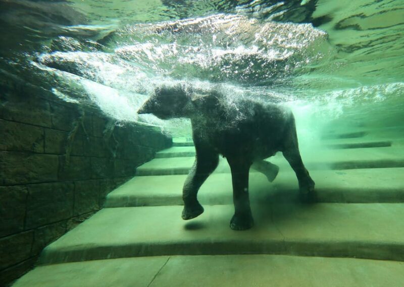 Leipzig Zoo: Entry Ticket - African Savannah: Lions and Zebras in the Wild