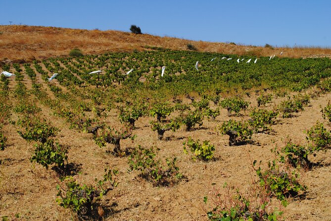 Lemnos wine tour - private tour - Organic Wines at Garalis Winery