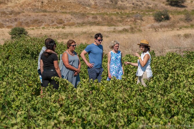 Lemnos wine tour - private tour - Sparkling Wines at Chatzigeorgiou Winery