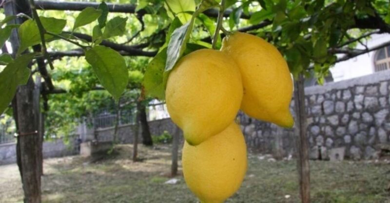 Lemon Experience with Limoncello demonstration - Tasting Local Lemon Products: Sorbet, Juice, and More