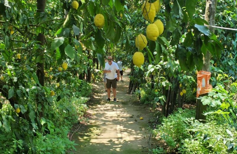 Lemon Grove Walk, Tastings, Aperitivo & Open Bar in Sorrento - Key Points