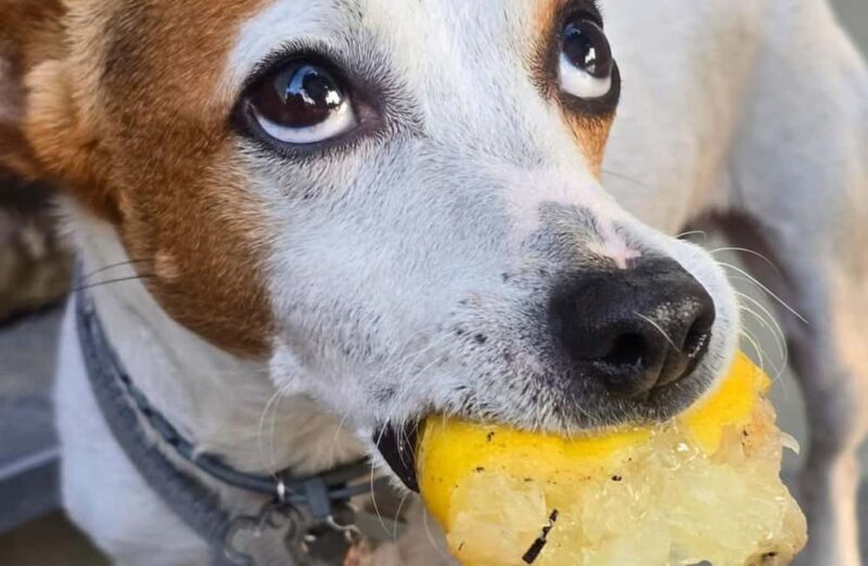 Lemon Grove Walk, Tastings, Aperitivo & Open Bar in Sorrento - The Focus on Limoncello and Olive Oil Craftsmanship