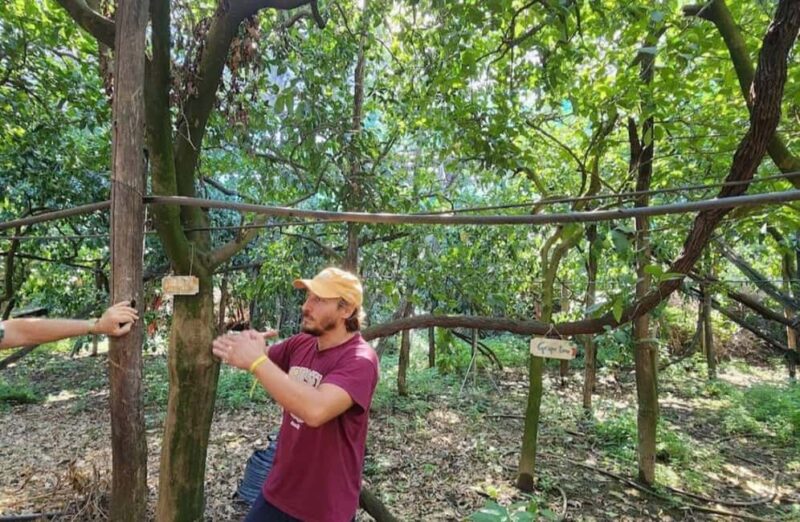 Lemon Grove Walk, Tastings, Aperitivo & Open Bar in Sorrento - Logistics and Group Size