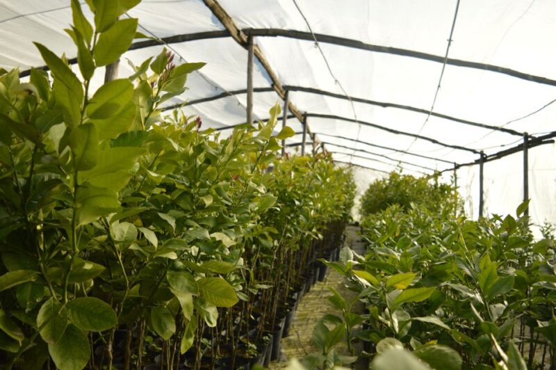 Lemon Nursery & Limoncello: Sorrento E-Bike Tour - Key Points