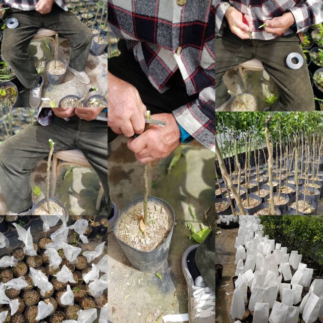 Lemon Nursery & Limoncello: Sorrento E-Bike Tour - Outstanding Aspects According to Participants