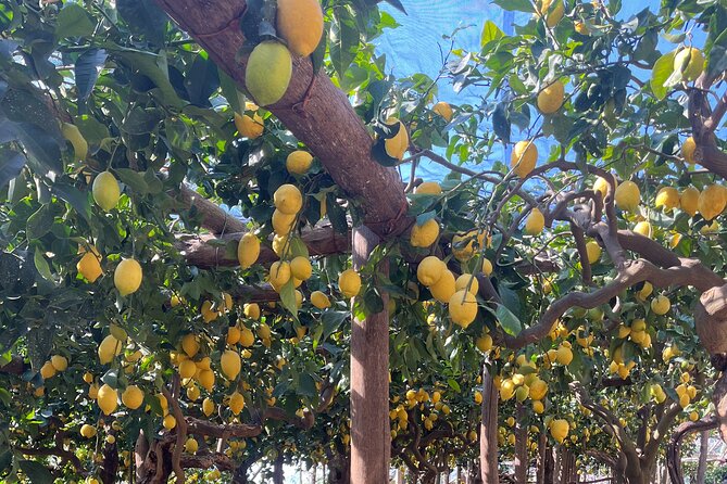 Lemon Path Tour with Tasting Session and Transfer from Positano - Key Points