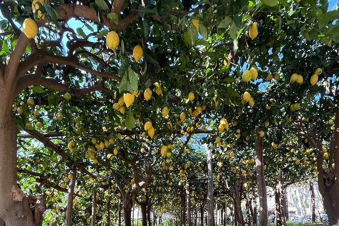 Lemon Path Tour with Tasting Session and Transfer from Positano - The Guides Role and Experience