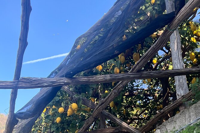 Lemon Path Tour with Tasting Session and Transfer from Positano - The Experience of the Lemon Farm Visit in Minori