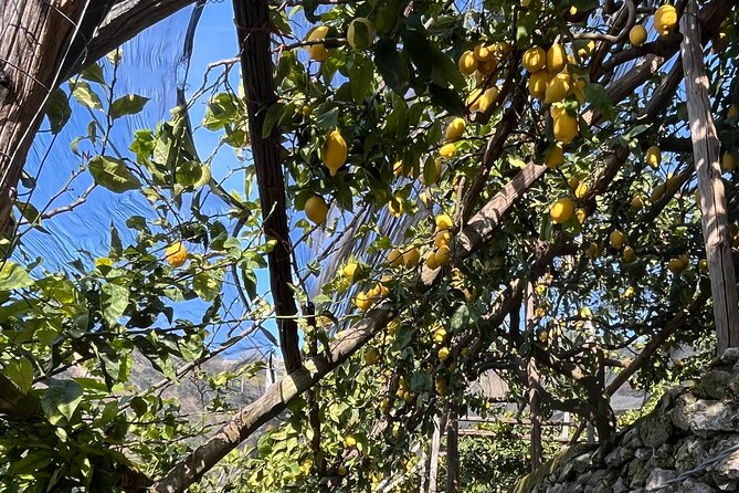 Lemon Path Tour with Tasting Session and Transfer from Positano - Who Should Consider This Tour?