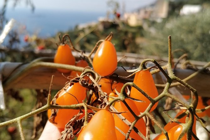 Lemon & sea food cooking class at local's home - Cooking with Love: Preparing Pasta, Lemon Spaghetti, Eggplant Parmigiana