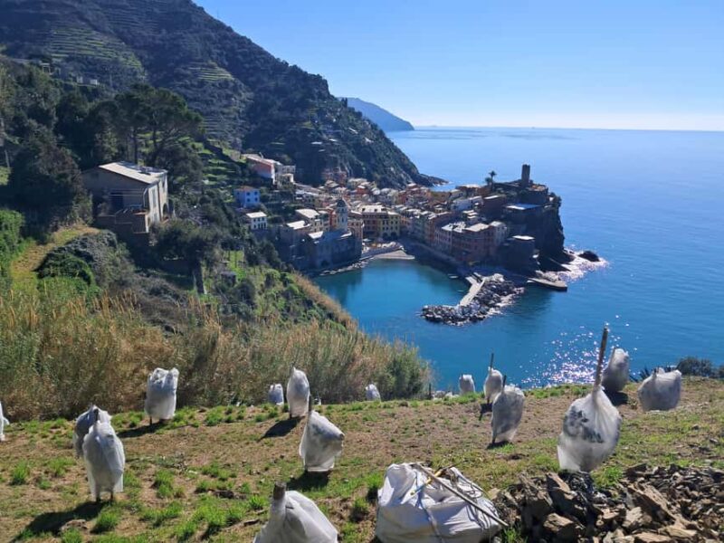 Lemon tour with limoncino and wine tasting in Vernazza (Cinque Terre) - Key Points