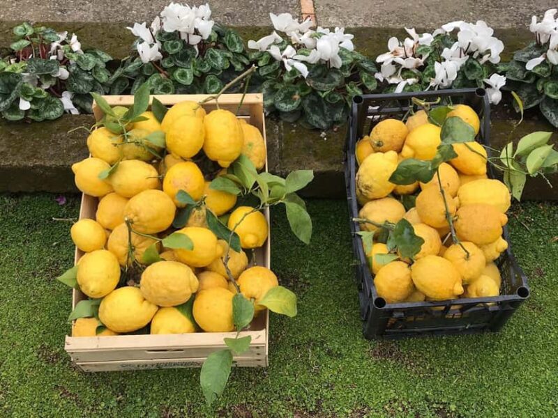 Lemon Tour with Lunch/Dinner - Logistics, Group Size, and Flexibility