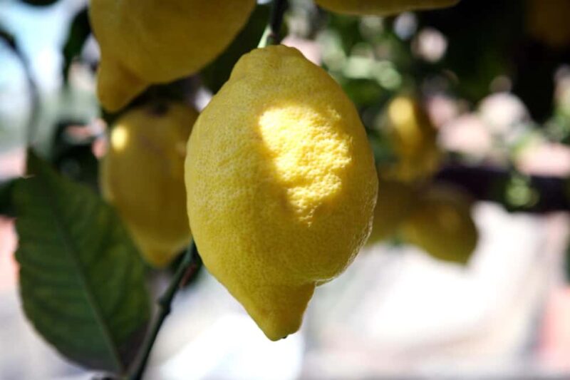 Lemons & Breathtaking Views: Amalfi Monumental Garden Tour - The Historic Roots of the Amalfi Lemon Grove