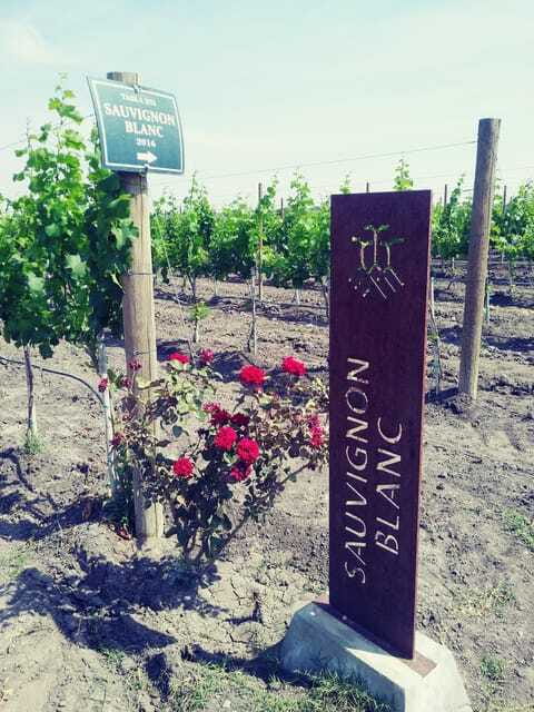 Leon: Dolores Hidalgo Viñedo Tres Raíces Wine Tour - Visiting the Underground Cellar and Vineyard Scenery