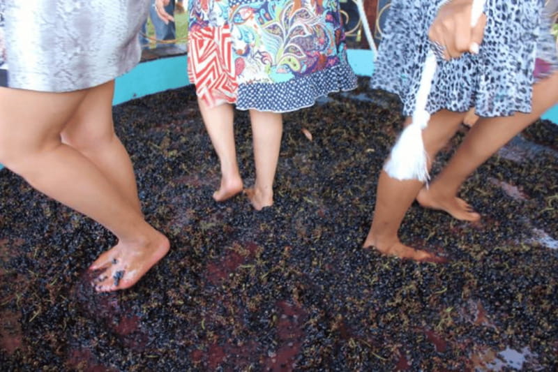 León: Wine Tour at Viñedo Leones & City Center Exploration - What’s Included and What’s Not