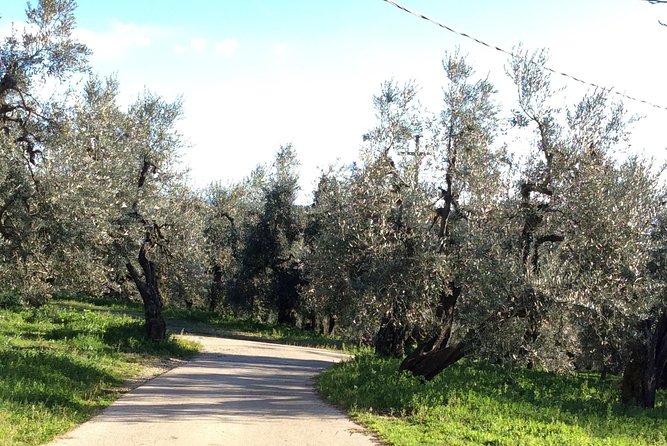 Leonardo da Vinci Voyage with Olive Oil, Food and Wine Dream - Unmatched Focus on Art, Food, and Wine