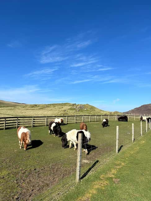 Lerwick: Shetland Pony Express - Shetland Pony Express: A Clear Look at this Shetland Islands Tour