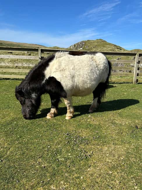 Lerwick: Shetland Pony Express - Key Points