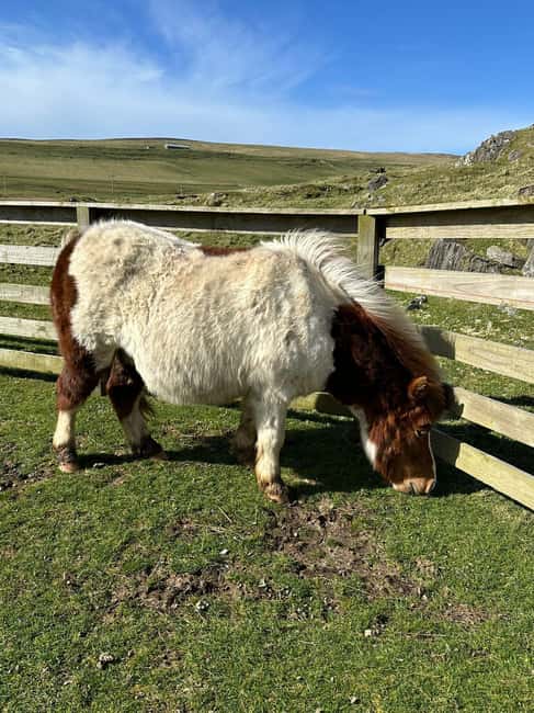 Lerwick: Shetland Pony Express - Exploring Shetland’s Central Mainland by Bus