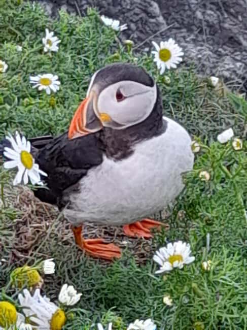 Lerwick: The Puffin Express - 3hr South Mainland Tour - Key Points