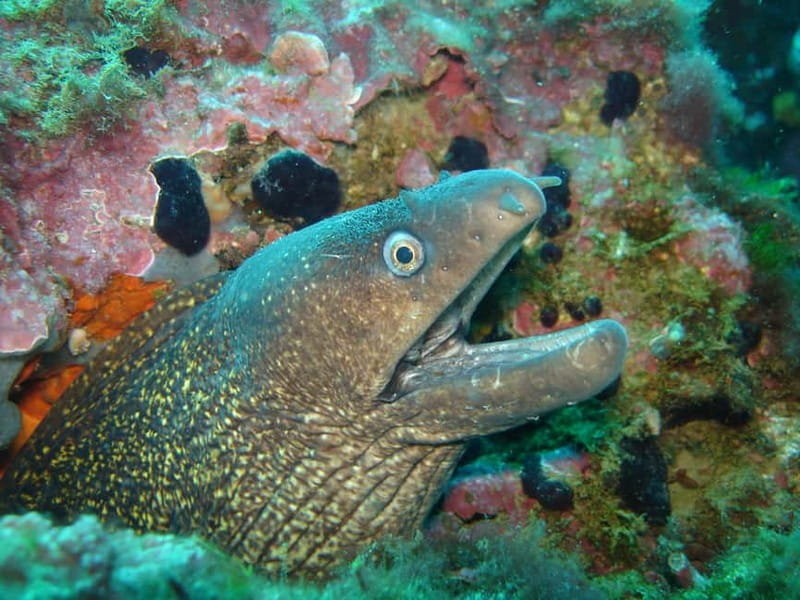 L'Escala: Introductory diving in the Montgri Nature Reserve - The 20-Minute Underwater Experience with Personal Supervision