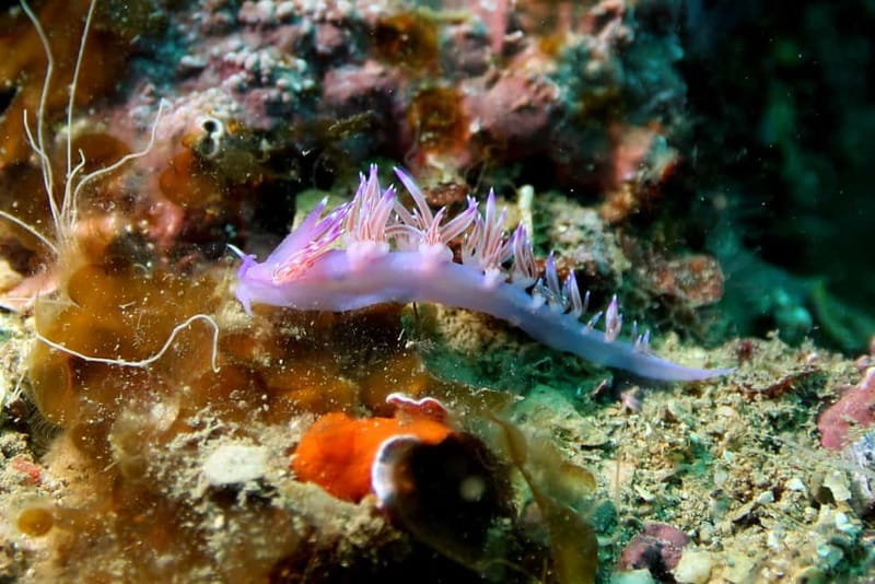 L'Escala: Introductory diving in the Montgri Nature Reserve - Underwater Marine Life and Scenic Views in Montgri Natural Park