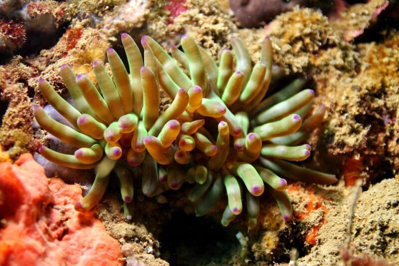 L'Escala: Introductory diving in the Montgri Nature Reserve - Small Group Experience Ensures Personal Attention