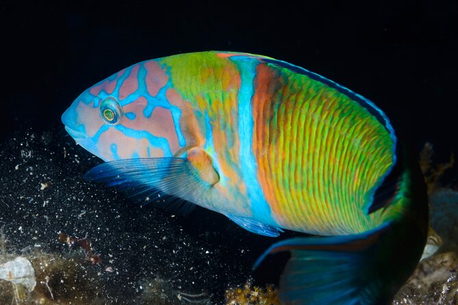 L'Estartit: Snorkeling in the Medes Islands - Why This Snorkeling Tour Stands Out