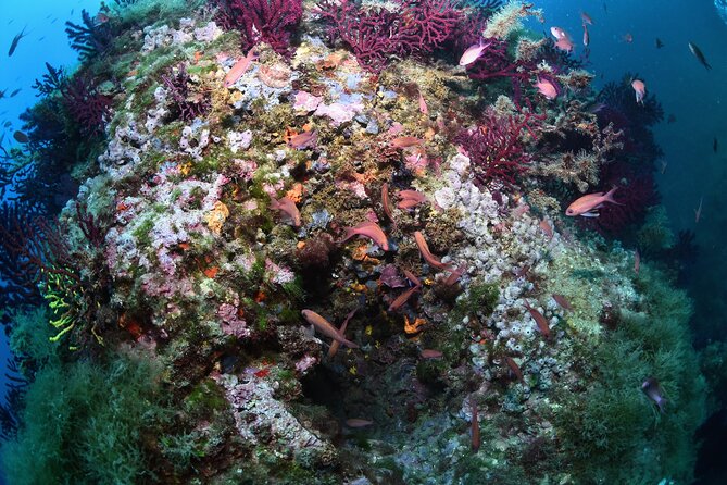 L'Estartit: Snorkeling in the Medes Islands - Booking and Cancellation Policy for Flexibility