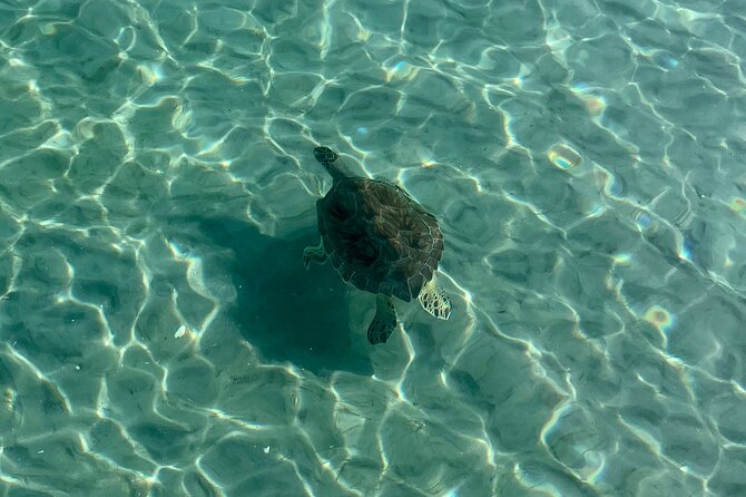 Lets Paddle! Jupiter & surrounding areas - What Makes the Paddleboard Experience Unique in Jupiter
