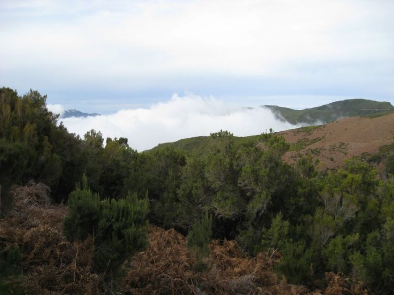 Levada do Alecrim (Madeira Lakes) Full-day walk - Explore Madeira’s Natural Wonders on the Levada do Alecrim Full-Day Walk