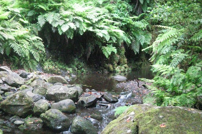 Levada do Rei - Ribeiro Bonito (Full Day Walk) - The Experience of Walking Through the UNESCO Forest