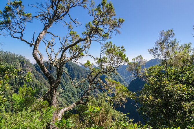 Levada Walk from Ribeiro Frio to Portela - Notable Features of the Guided Experience