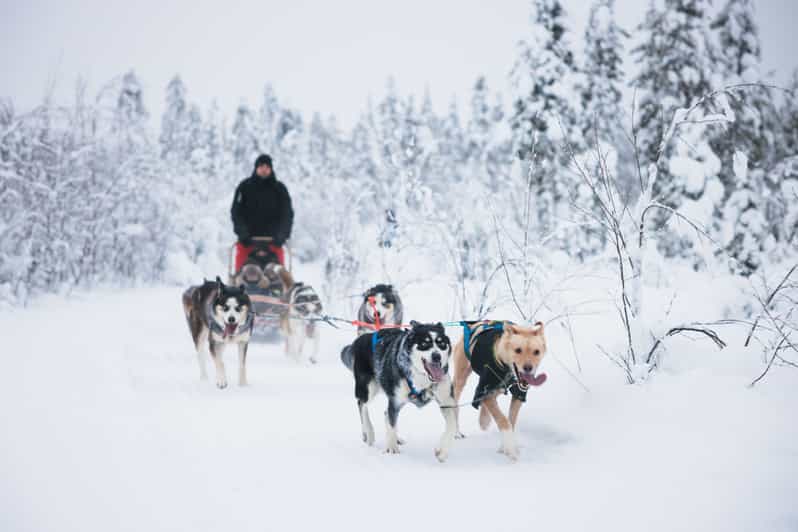 Levi: 15-Kilometres Self-Driving Husky Tour - Exploring Levi’s Self-Driving Husky Safari in Lapland