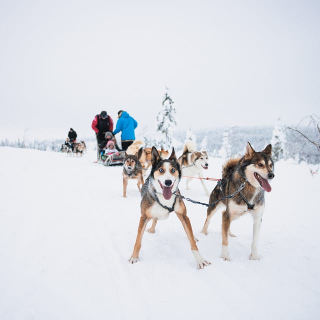Levi: 15-Kilometres Self-Driving Husky Tour - The Unique Appeal of Self-Driving Husky Sledding in Levi