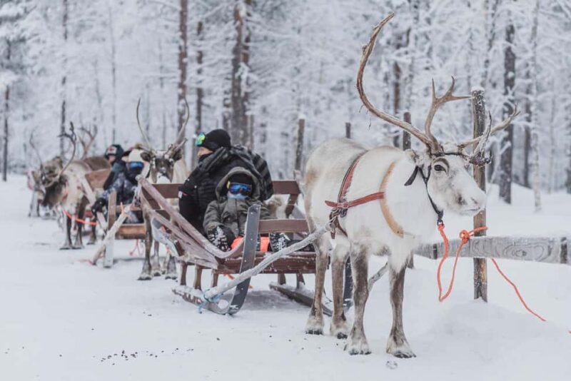 Levi: 2-Day Lapland Forest Cabin Stay with Safaris - Dining in the Wilderness: Traditional Lappish Cuisine