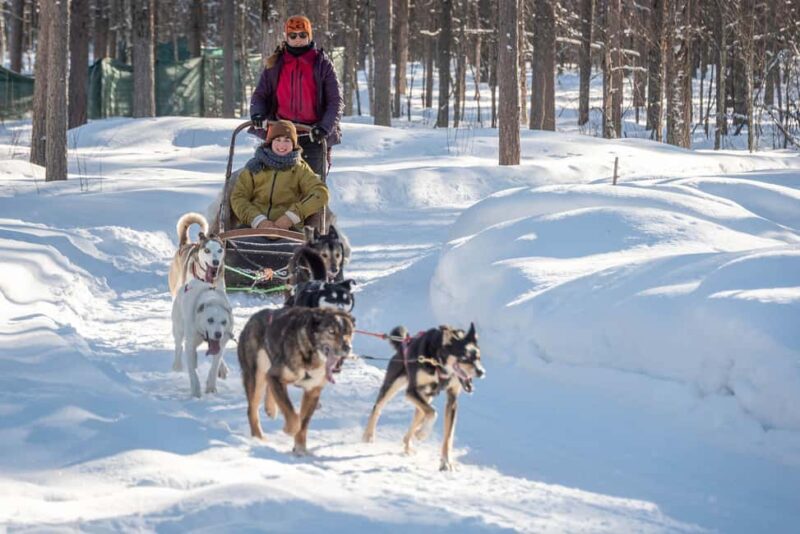 Levi: 2-Day Lapland Forest Cabin Stay with Safaris - Practical Details: Logistics, Guides, and Group Size