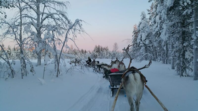 Levi: 3km Reindeer Sleigh Ride in the forest at night - How the Reindeer Sleigh Ride Unfolds in Levi